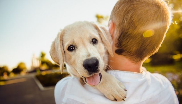 Feed the Four Paws!